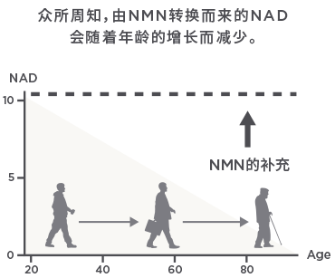 NMN含量