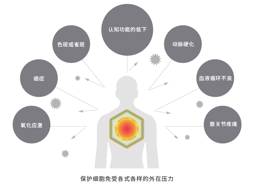 山葵萝卜硫素的抗氧化作用与其对脑神经细胞的效果 図