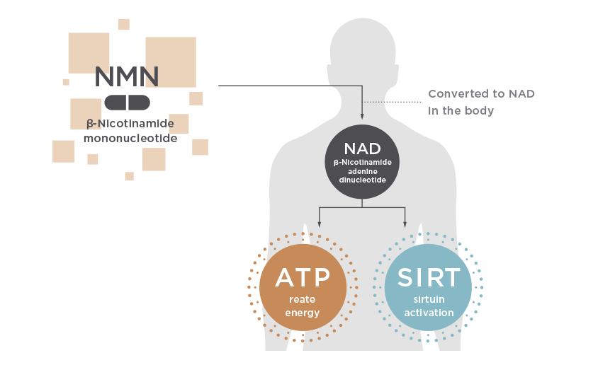 Through NAD upregulation, NMN activates sirtuins to help curb aging.