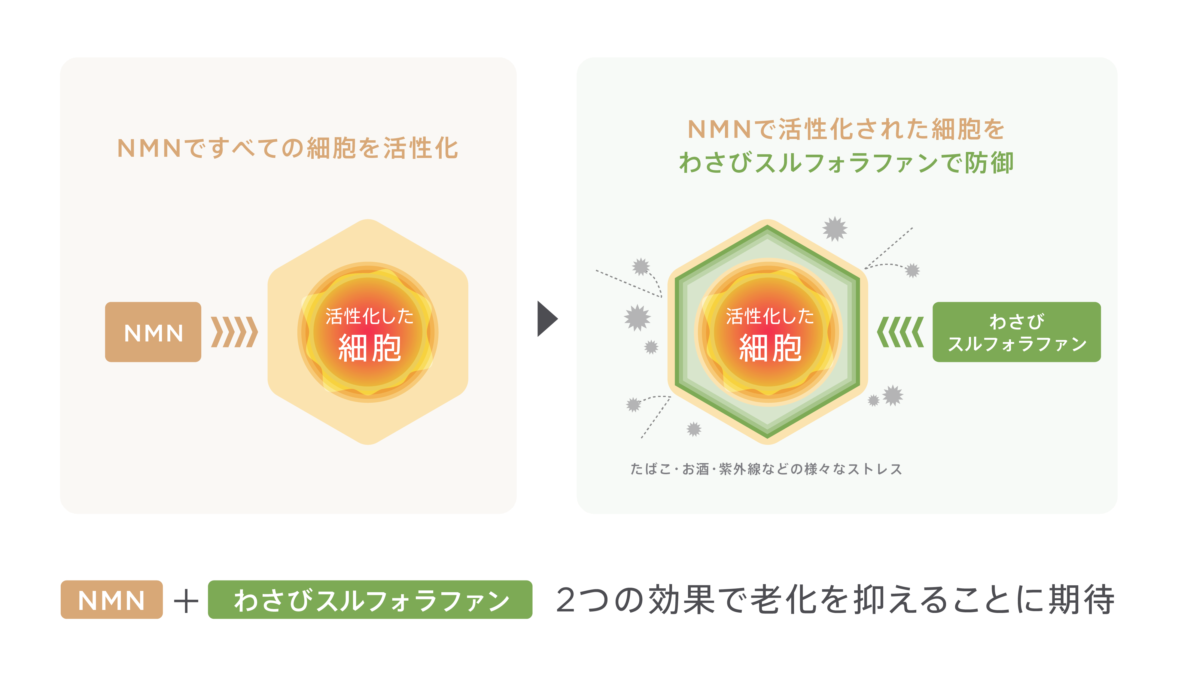 わさびスルフォラフォンの効能