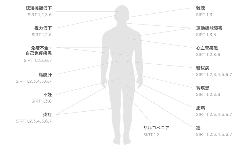 サーチュインが関与する疾患の例