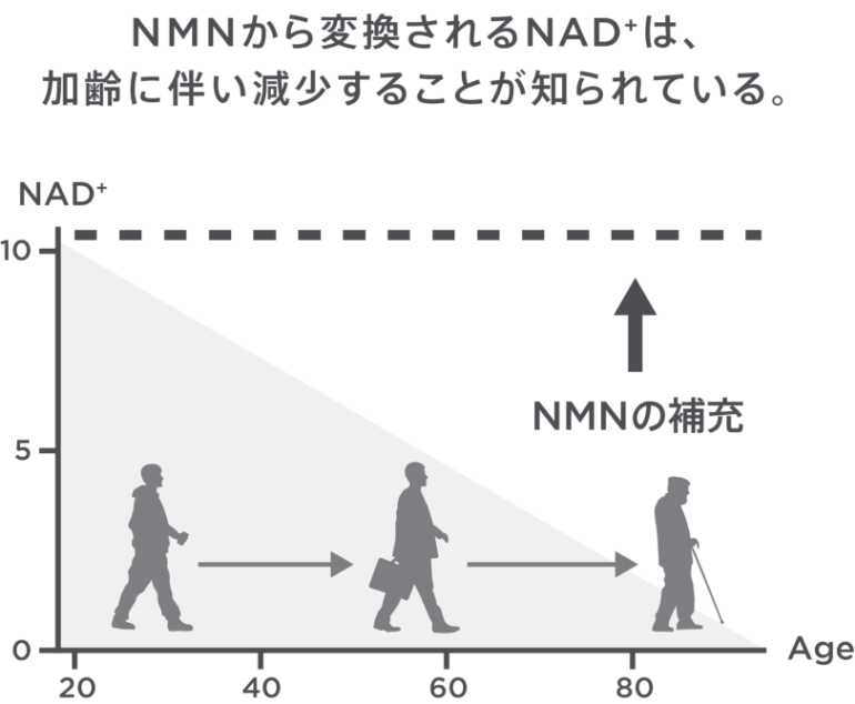 NMN含有量 図