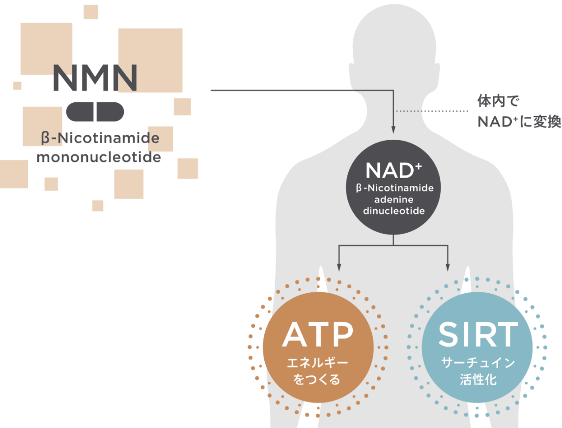 NMN老化抑制図解