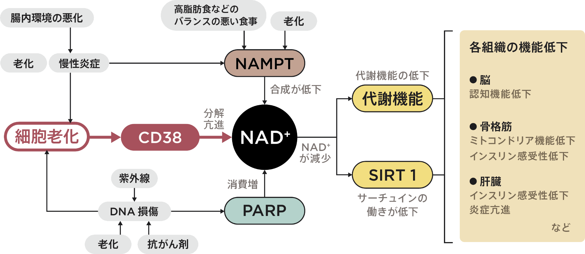 明らかになりつつあるNAD+低下のメカニズムと細胞老化の関係