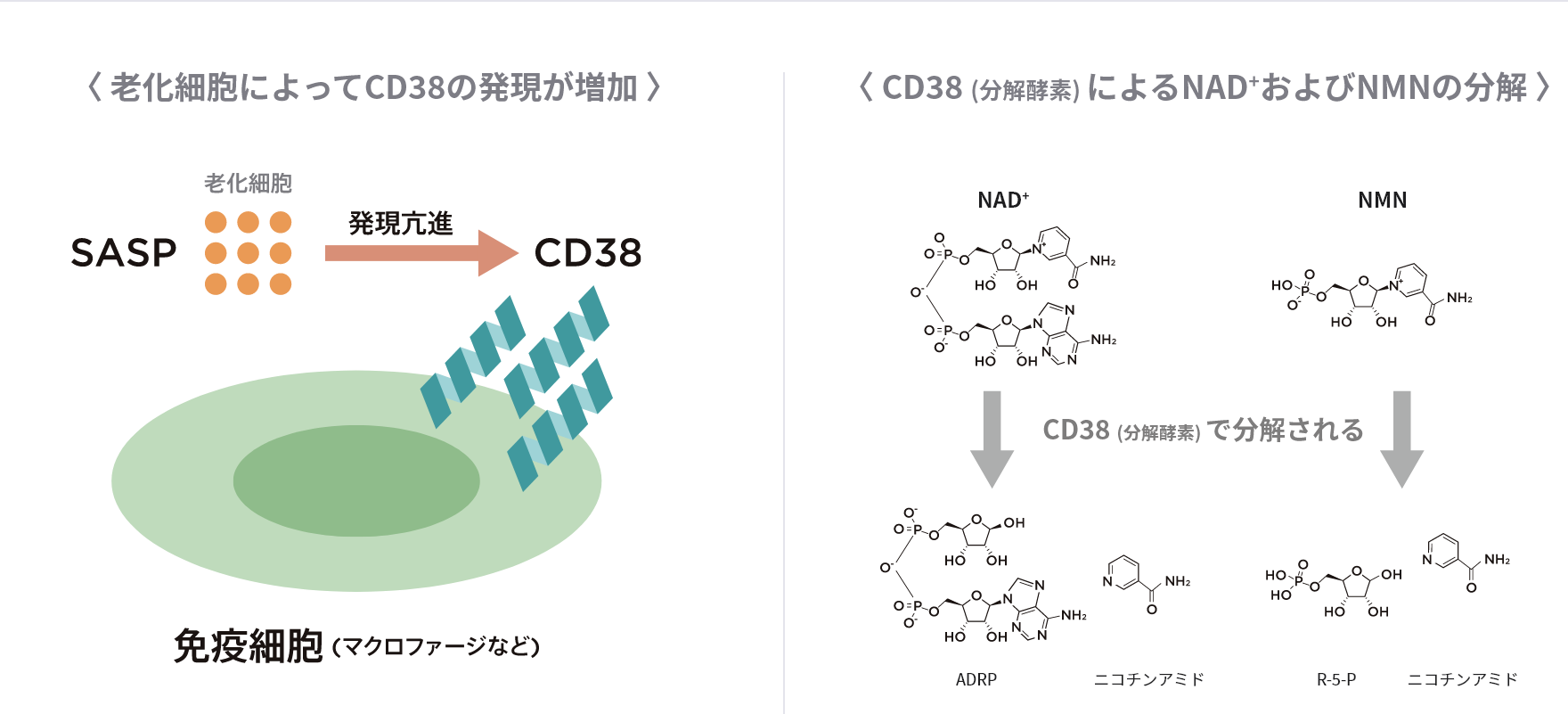 〈 老化細胞によってCD38の発現が増加 〉〈 CD38 (分解酵素) によるNAD+およびNMNの分解 〉