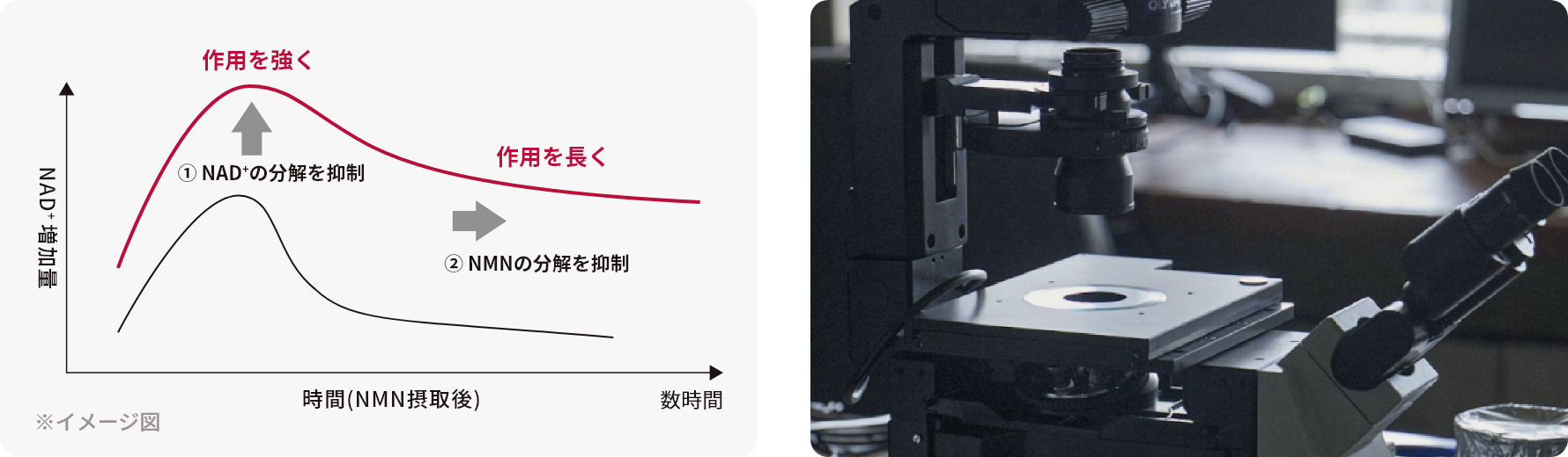 CD38の働きを抑える食品由来成分によりNMNの細胞活性化作用に対する影響を調べました。