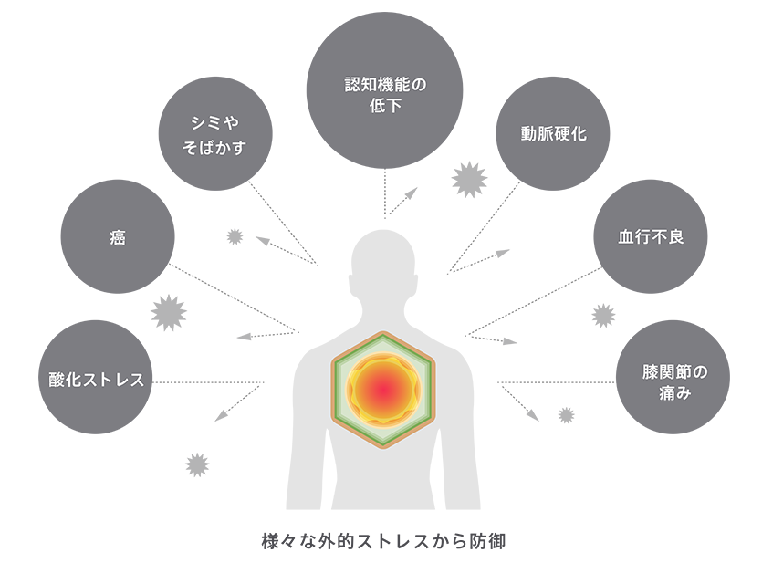 わさびスルフォラファンの抗酸化作用と脳神経細胞に対する効果　図