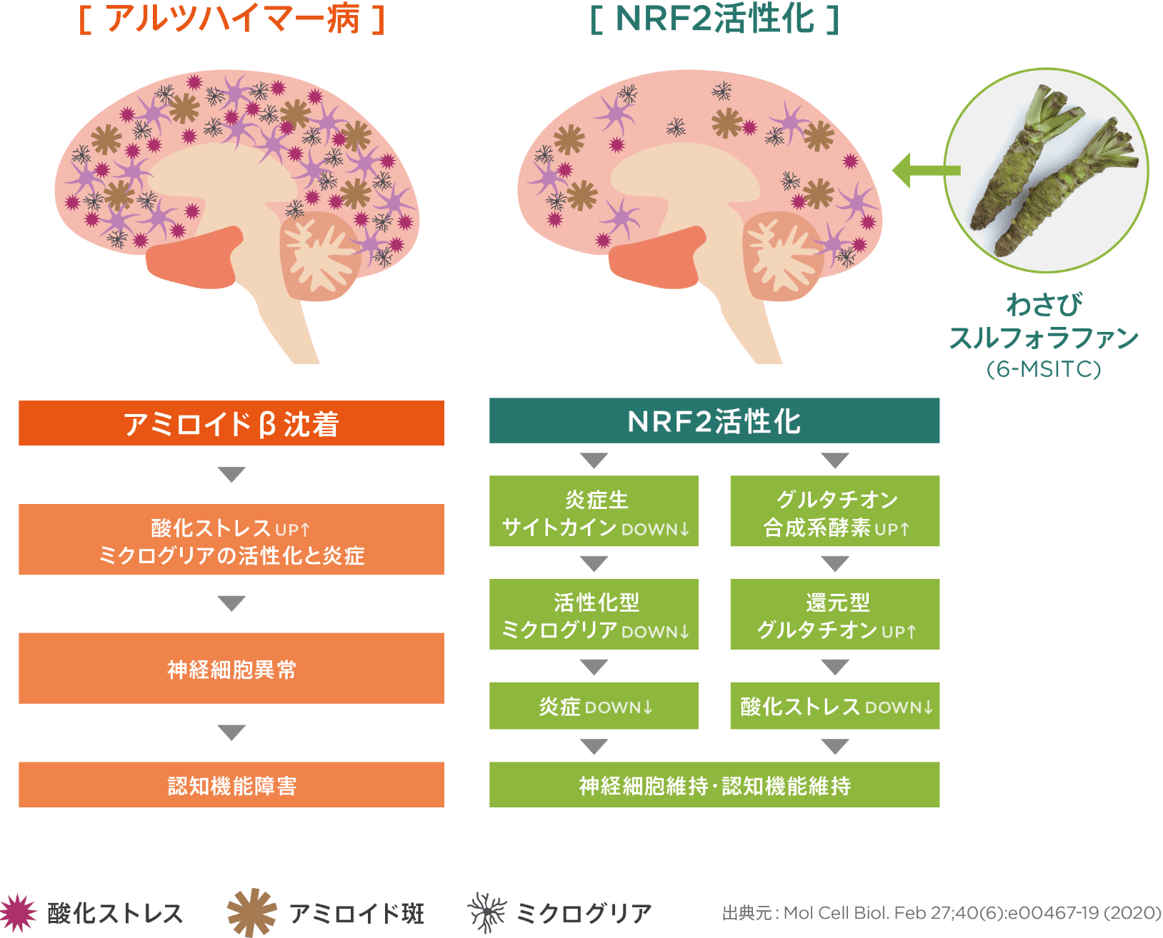 脳内の改善作用