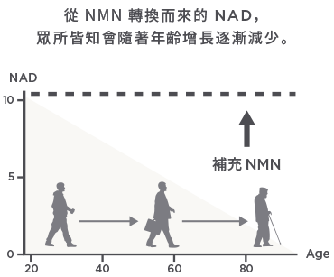 NMN 含有量