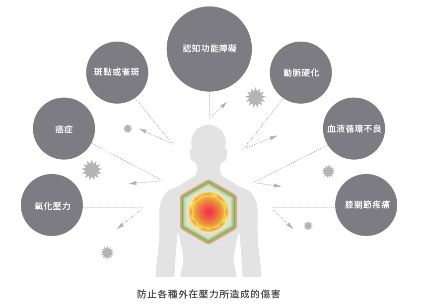 山葵蘿蔔硫素的抗氧化作用及對於腦神經細胞的效果